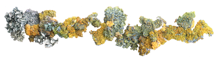 Lichen