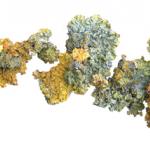 Lichen
